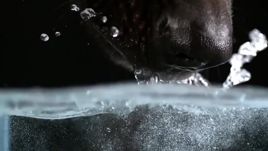 Secret Life of Dogs- Alsatian dog drinking water in ultra slow motion