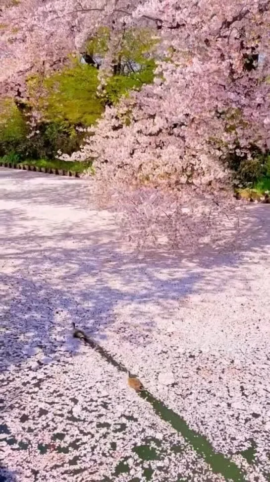 📍 Hirosaki Park- Aomori- Japan