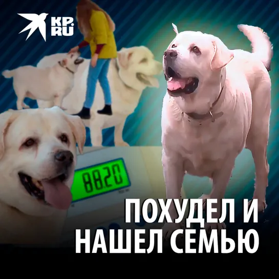 Похудел и нашел семью