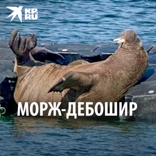 Морж-дебошир