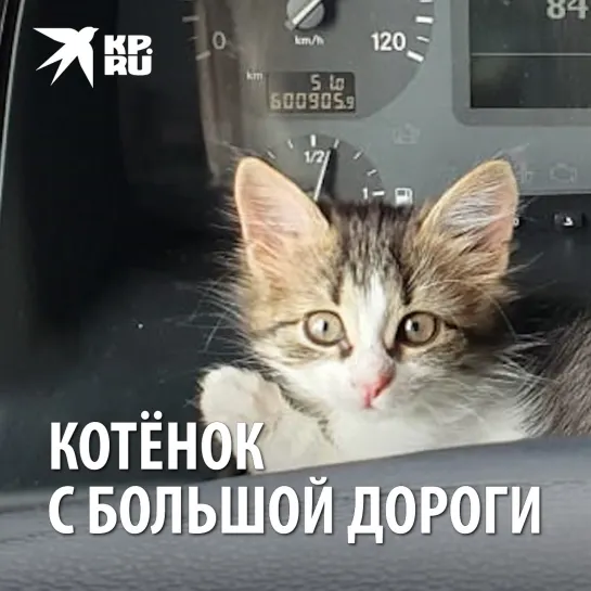 Котёнок с большой дороги