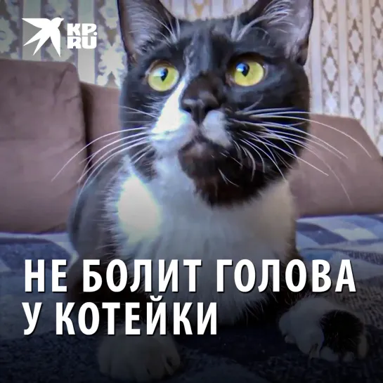 Не болит голова у котейки