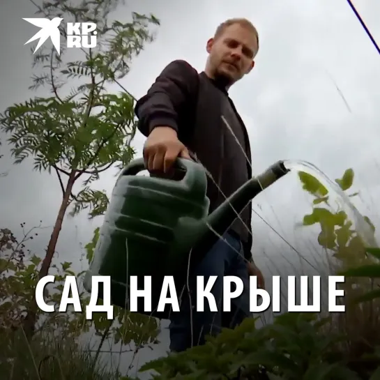 Сад на крыше