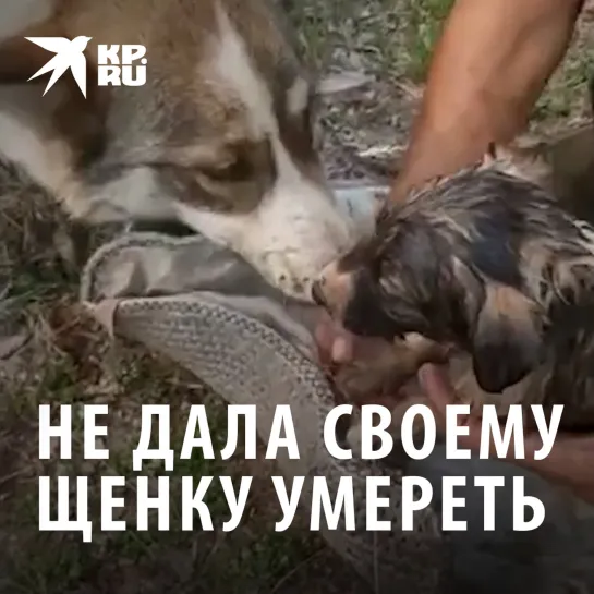 Не дала своему щенку умереть