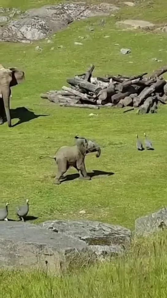 Baby Elephant Chases Birds