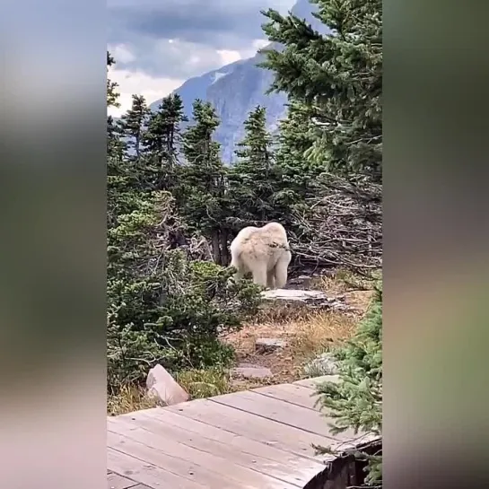 огромный горный козел замечен в лесу...