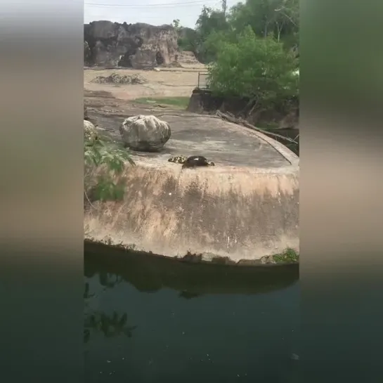 на озеро пришли крохотные птенцы...