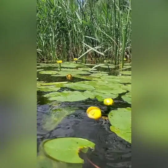 Мне сейчас для счастья не хватает шаурмы © Вестник Психиатрии