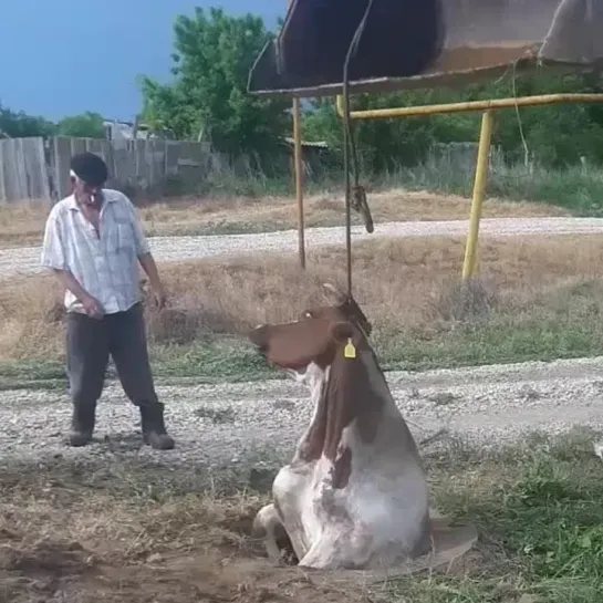 Пельмени на обед. Мнения? А на видео - корову достают из глубокого ущелья... один рог обломали...