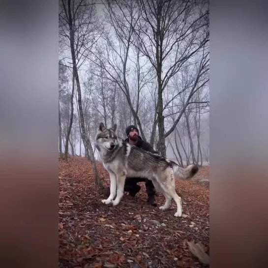 опасный волк нападает на всех... это оборотень...