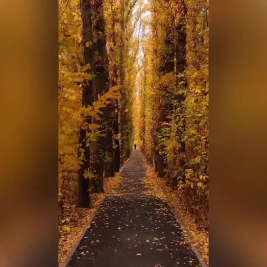 хокку хмурый серый день дождик капает