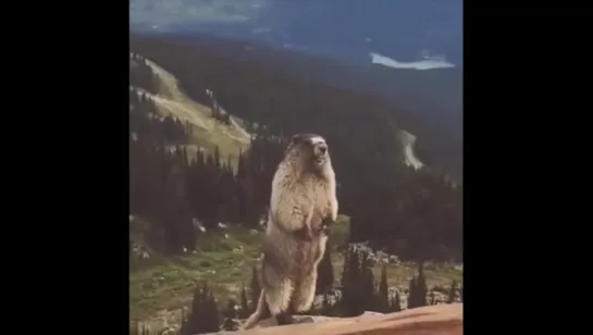 Beaver Yells.