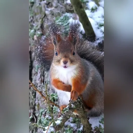 белочка пришла и закусывает...