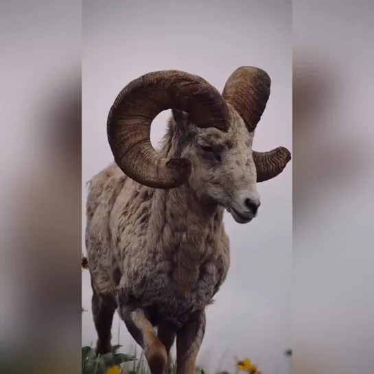 величественный старый баран опечален...