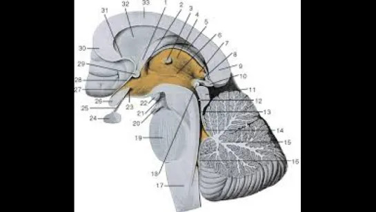 Промежуточныи мозг. Среднии мозг