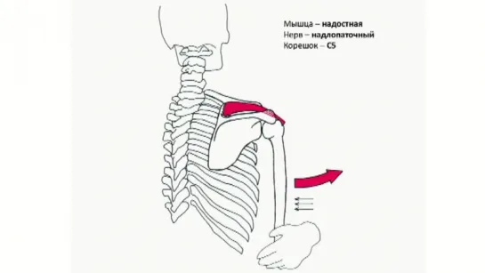 Методика неврологического осмотра. Часть 15