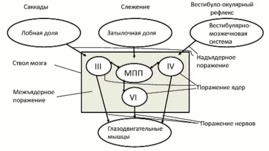 Методика неврологического осмотра. Часть 8