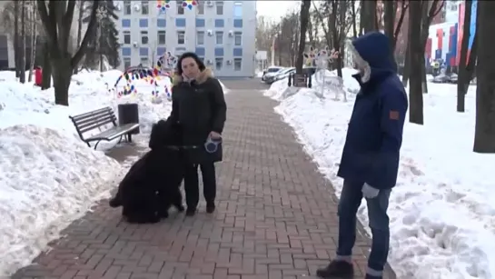 Нападение собак _ Почему хозяев собак трудно привлечь к ответственности _ Специальный репортаж