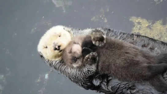 Маленькая выдра плавает на животе у мамы / 1 Day Old Sea Otter Trying to Sleep on Mom