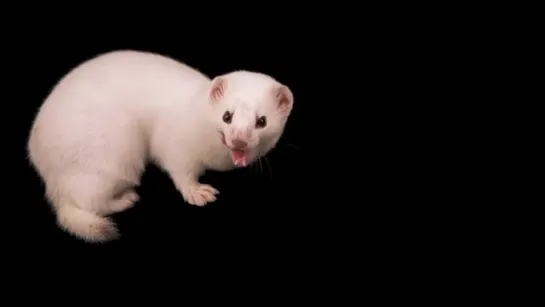 Joel Sartore. Mustela nivalis.