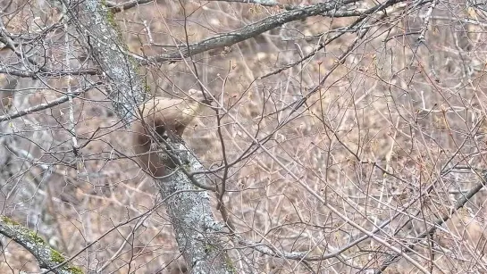 Лесная куница на дереве