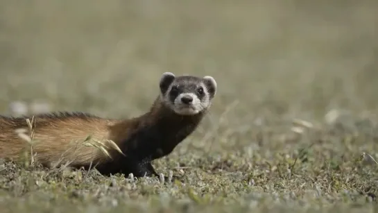 Степной хорек (Mustela eversmanni)