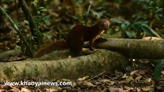 Белополосая ласка (Mustela strigidorsa)