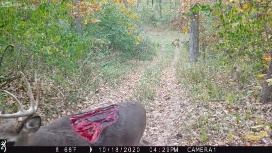 Видео от Глобальный Архив Данных ~ ГАД