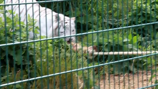 White Tiger Tug of War