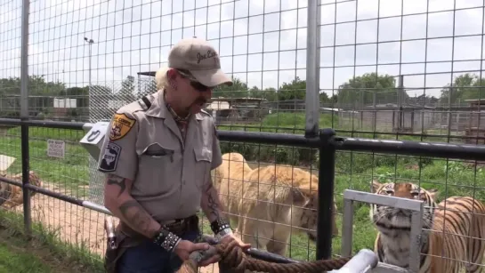 Tiger Tug-O-War At The GW Zoo (Joe Exotic TV)