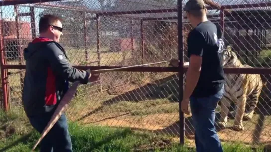 One on one tiger tug of war