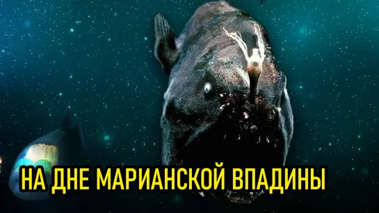 Кто живет на дне Марианской впадины?