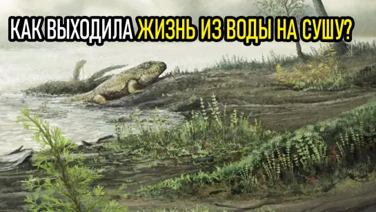 Как выходила жизнь из ВОДЫ на СУШУ?