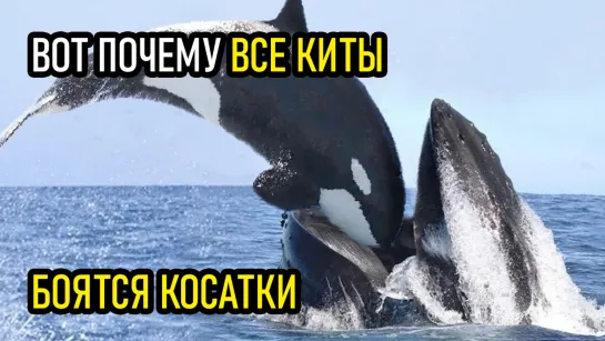 Вот Почему Все Киты Боятся Косатки