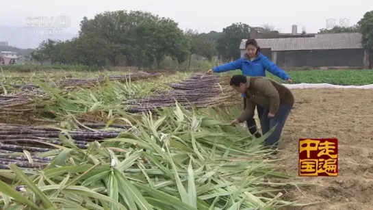 ☆ 03 杂草编出大生意