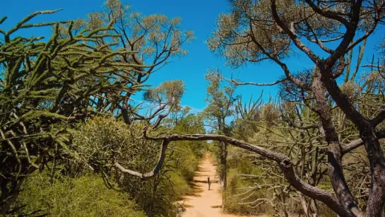 Остров лемуров: Мадагаскар | Island of Lemurs: Madagascar