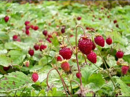 ВИА Аракс - Земляничная поляна