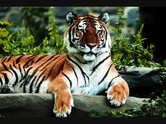 Dschingis Khan - Tiger, Tiger