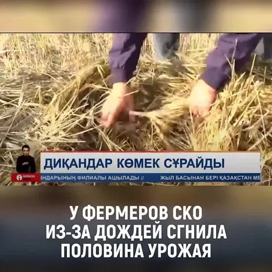 😨 У фермеров СКО из-за дождей сгнила половина урожая
⠀
Из-за дождей, которые шли неделями, в четырёх регионах страны земледельцы