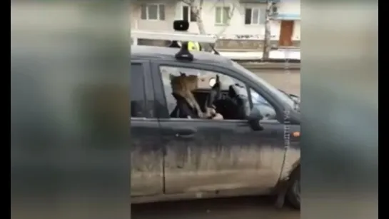 Башкирия. Автоледи напала с топором на собственную машину