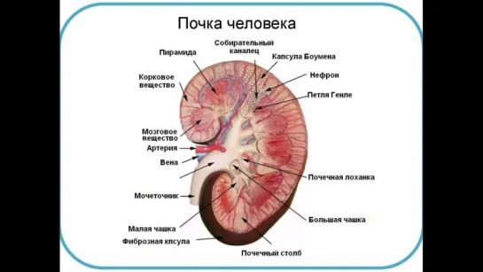 У вас осталась одна почка?