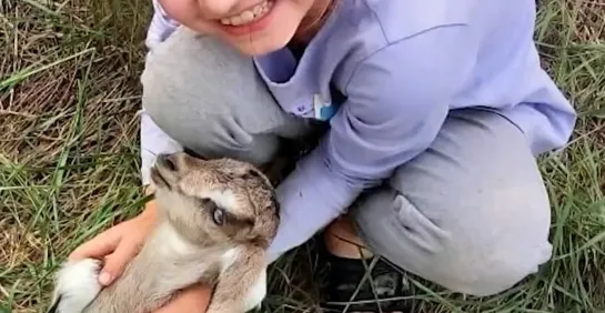 Коза забрела на чужой участок...