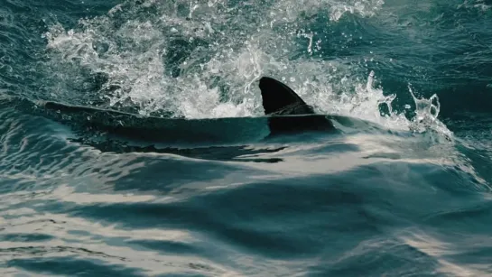 National Geographic. Акулы в ледяных водах / Shark Below Zero / 2023