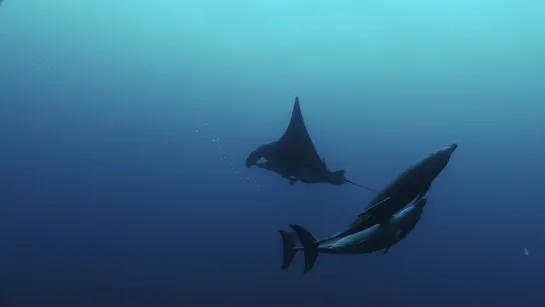 National Geographic. Акула против тунца / Shark vs Tuna / 2018