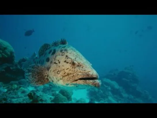 На глубине морской / Under the Sea (2009)