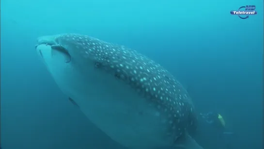 Синее царство / The Blue Realm / 2004. 6. Ламантины и Дюгони / Manatees and Dugongs