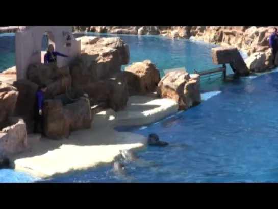 ♥♥ SeaWorld's Old 'Dolphin Discovery' Show (in HD)