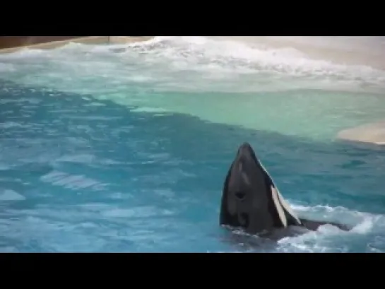 ♥♥ SeaWorld's old 'Shamu' show (with trainers in the water!)