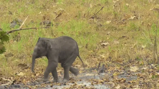 Заклинатели слонов / Elephant Whisperers (ENG SUB)