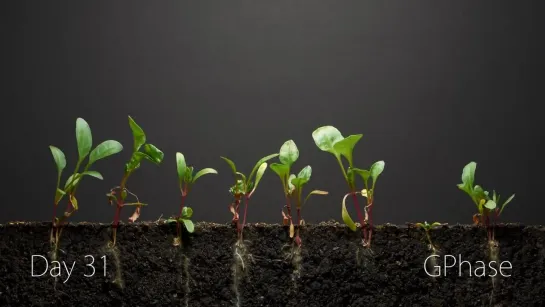 Spinach Time-Lapse - 40 days _ Soil cross section